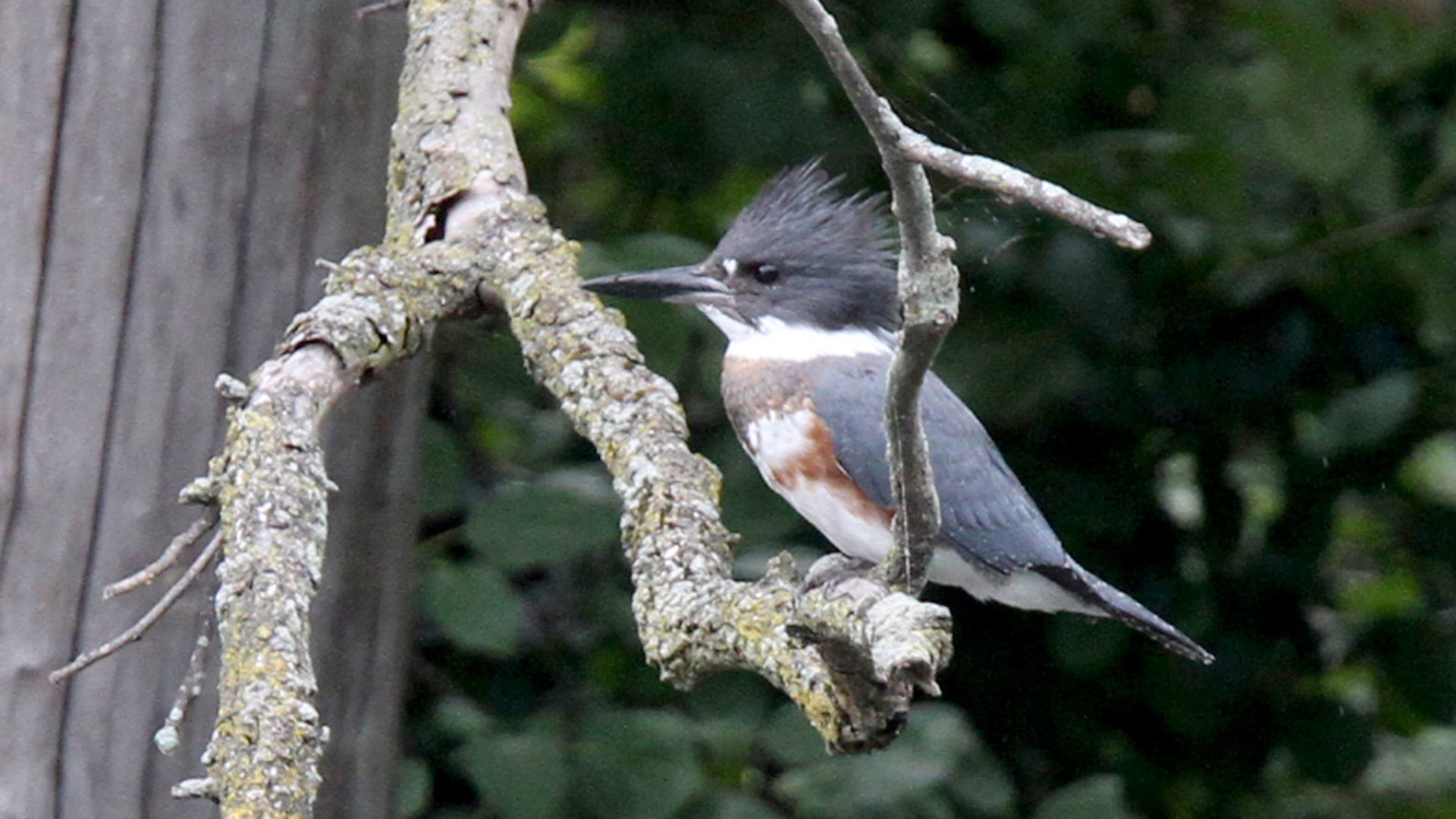 US-NEWS-COULD-THE-BELTED-KINGFISHER-AN-1-TB.jpg